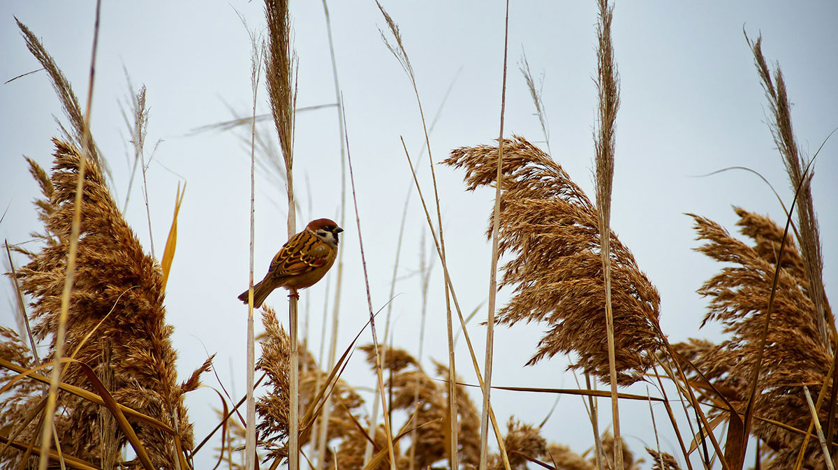 madár a nádasban a Velencei-tónál